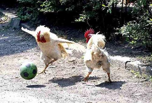 Imagenes Graciosas de Gallinas - Taringa!