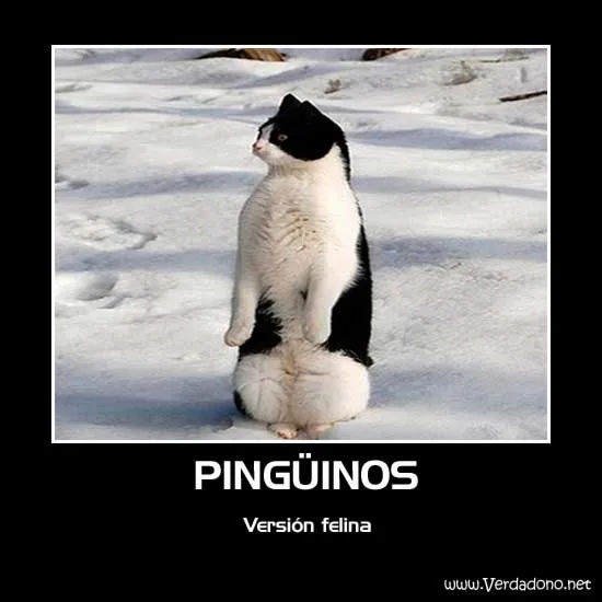 imagenes graciosas de pinguinos - Imagenes divertidas - imagenes ...