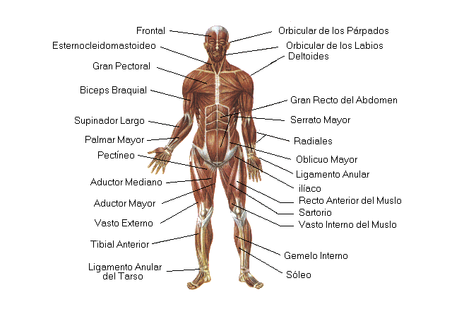 Imágen del sistema muscular sin nombres - Imagui