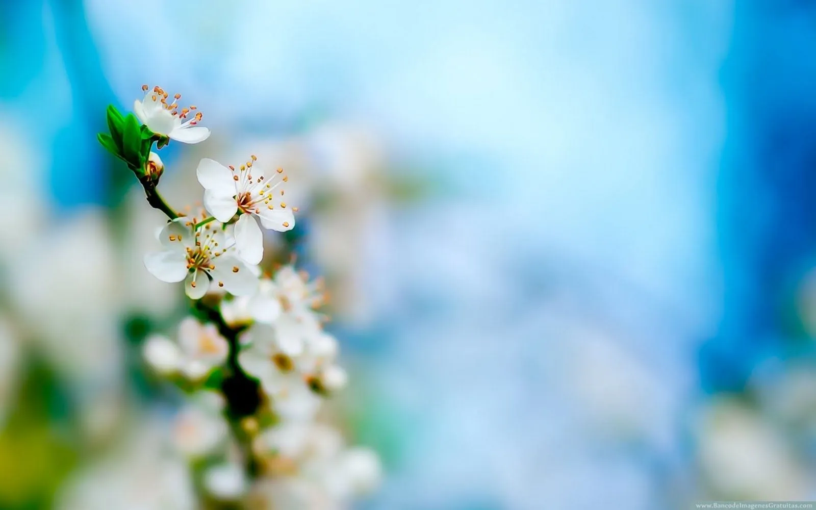  ... de Imagenes Gratis .Com: Flores de cerezo - cherry blossoms (wallpaper