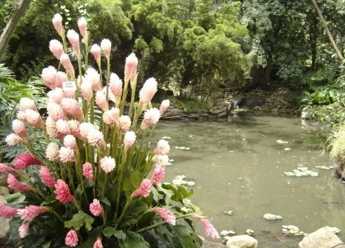  ... Imágenes de Grupo de Fotografía > Flores exoticas