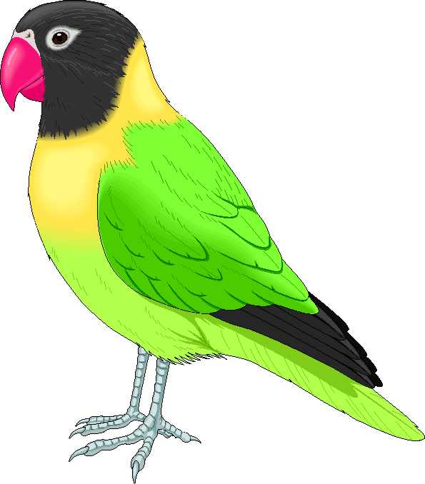 Imagenes de una guacamaya para colorear - Imagui