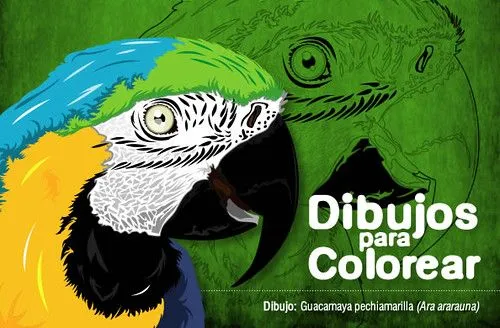 Gallery For > Guacamaya Para Colorear