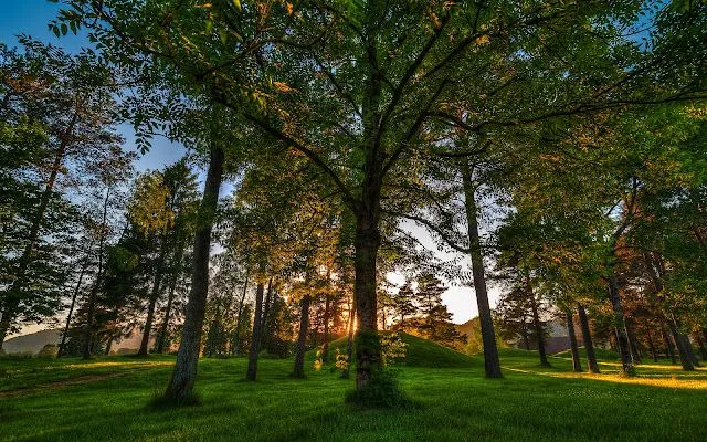 Imagenes en HD de arboles - Imagui