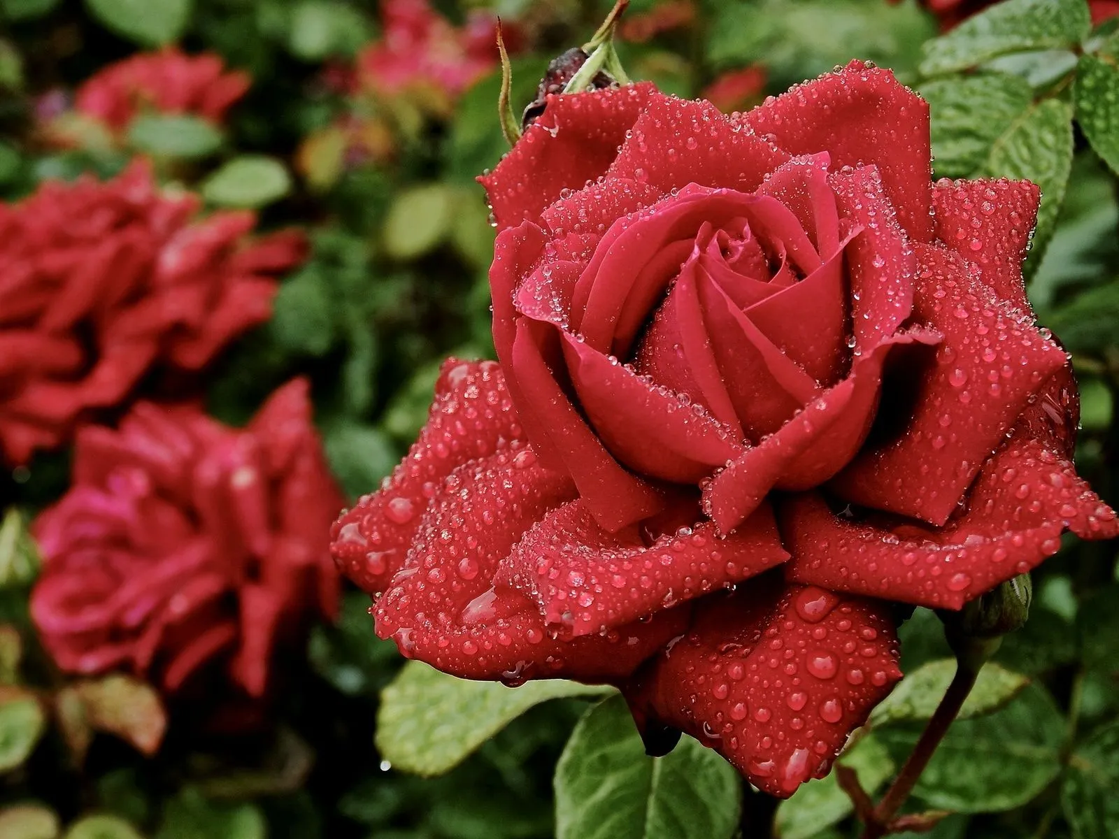 Fotos de hermosa rosa roja ~ Mejores Fotos del Mundo | Fotografías ...