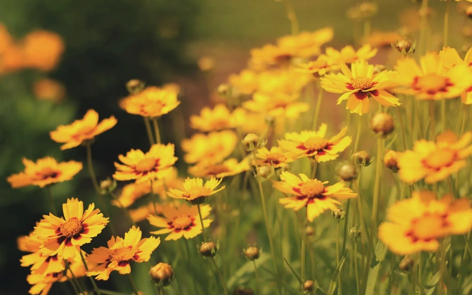 Imágenes de Hermosas Flores para San Valentín | Fotos e Imágenes ...