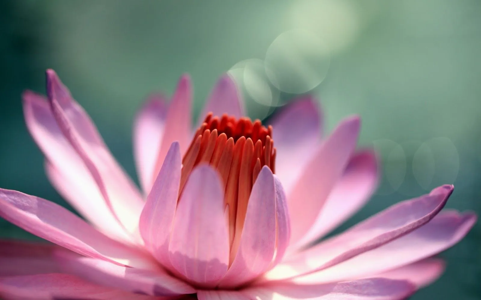 Imágenes de Hermosas Flores para San Valentín | Fotos e Imágenes ...