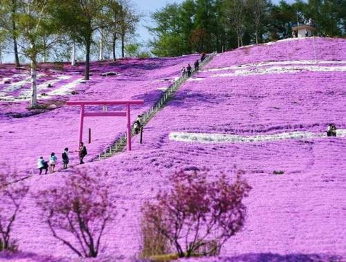 Fotos de la primavera en Japón | SobreFotos