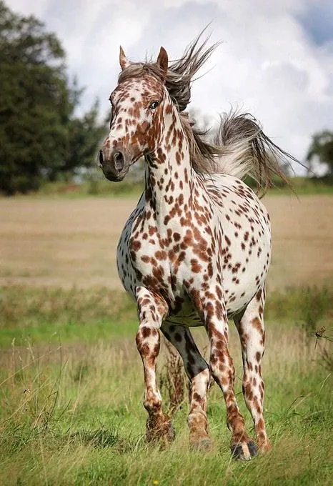 Caballo mas hermoso del mundo - Imagui