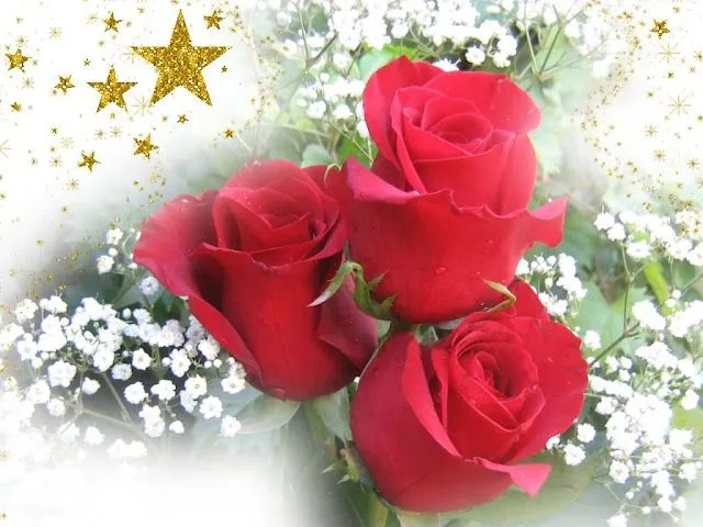 Imágenes de hermosas rosas - Imagui