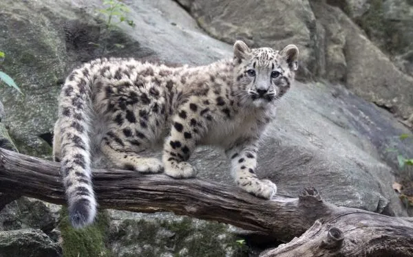 Exhiben a bebe de leopardo amenazado de extinción en Nueva York ...