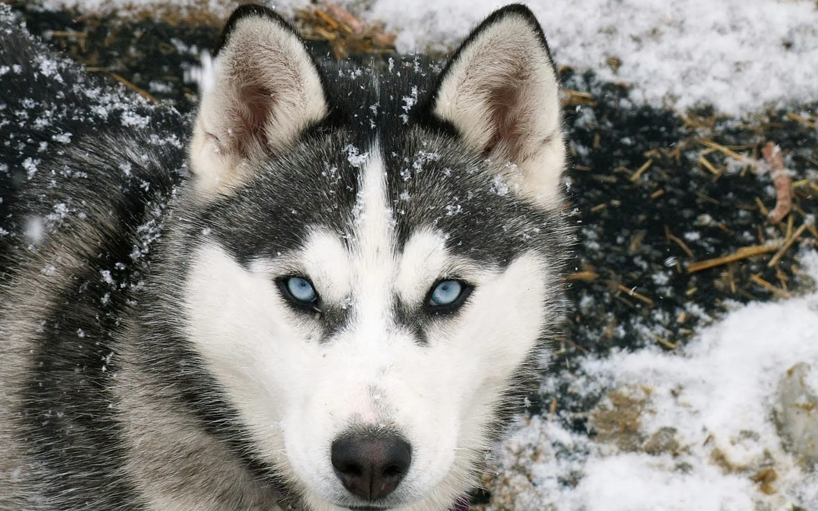 Imágenes Hilandy: Fondo de Pantalla Animales Perro en la nieve blanco