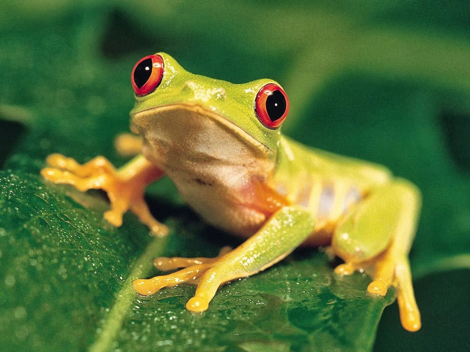 Imágenes Hilandy: Fondo de Pantalla Animales rana verde