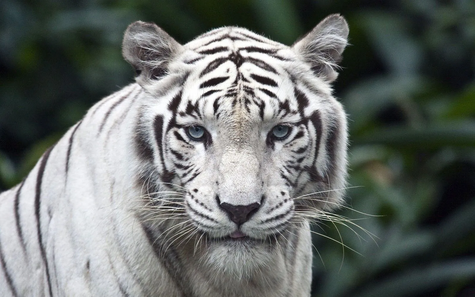 Imágenes Hilandy: Fondo de Pantalla Animales Tigre blanco