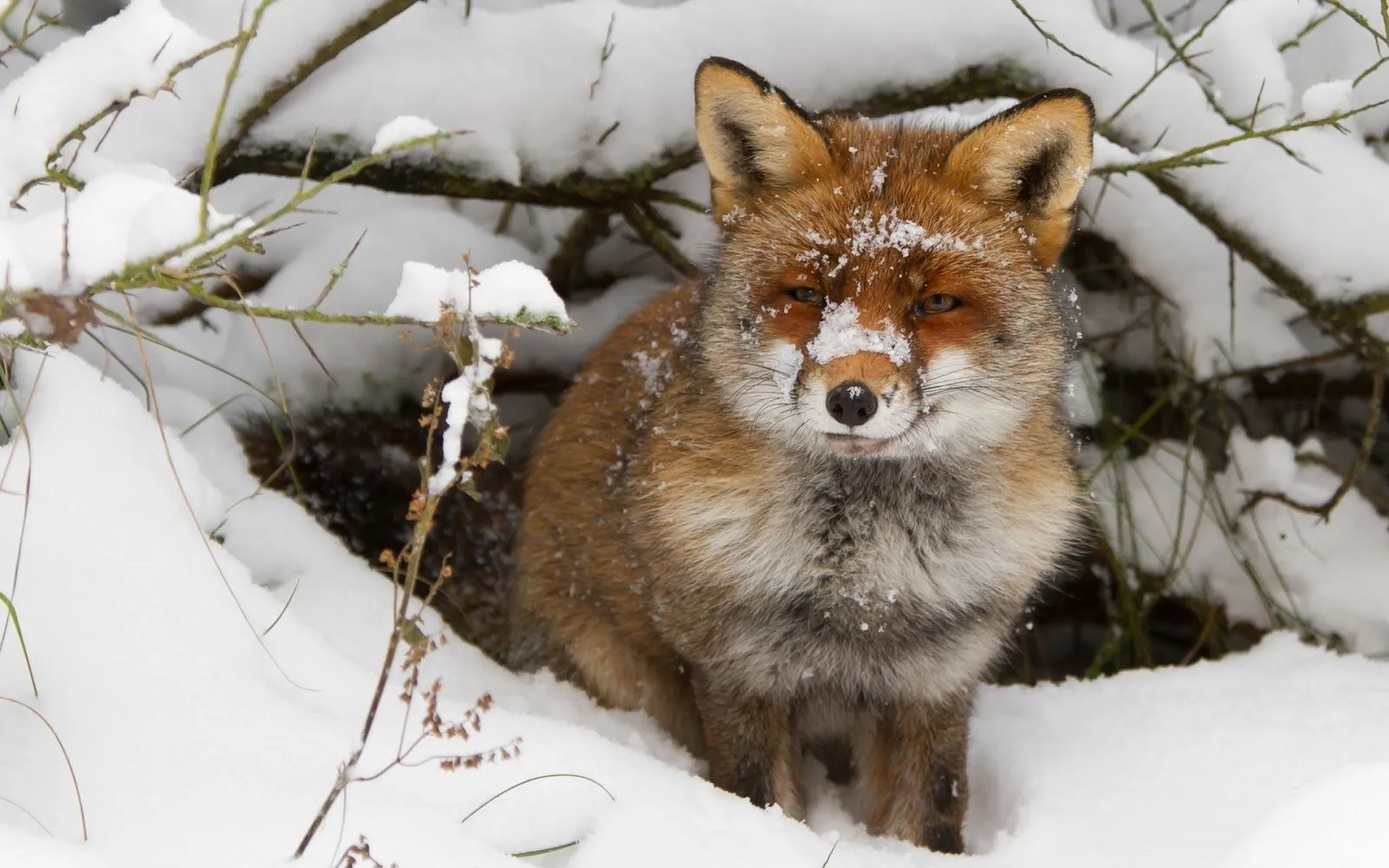 Imágenes Hilandy: Fondo de Pantalla Animales Zorro en invierno