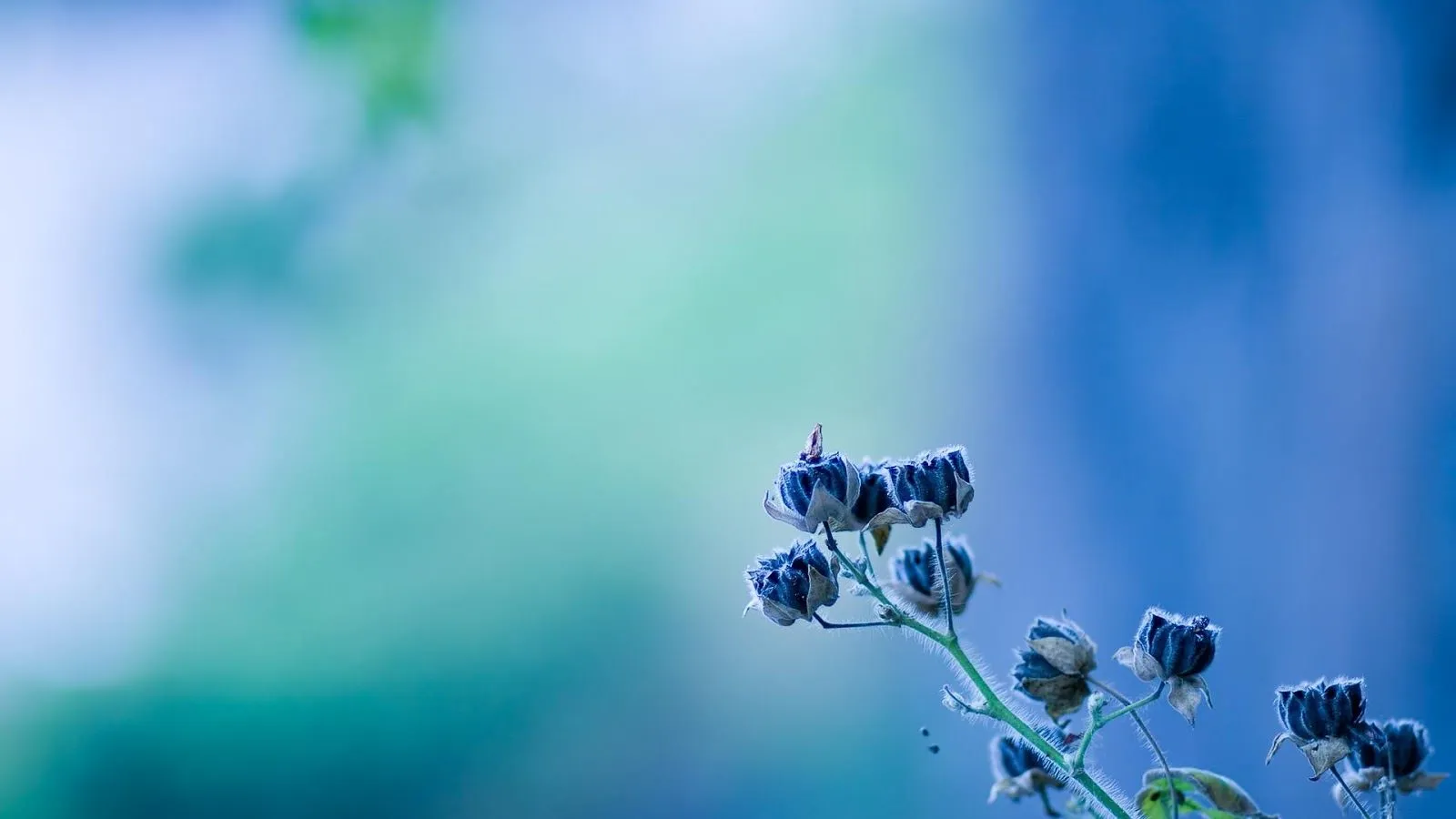 Imágenes Hilandy: Fondo de Pantalla Flores azules