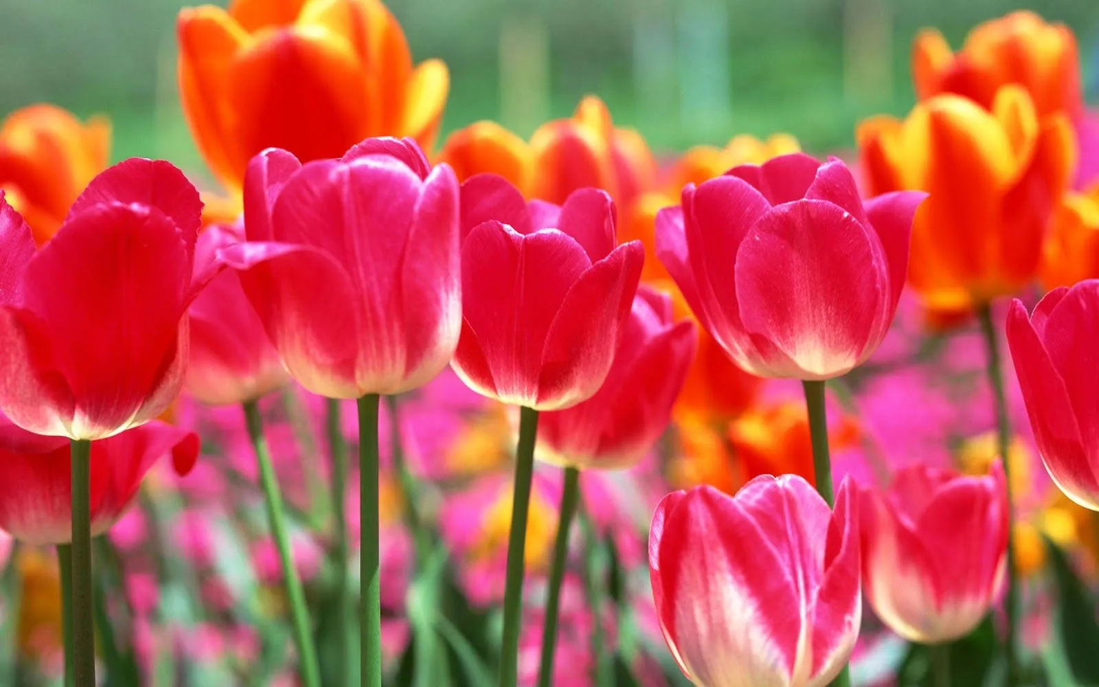 Imágenes Hilandy: Fondo de Pantalla Flores rosas y naranjas