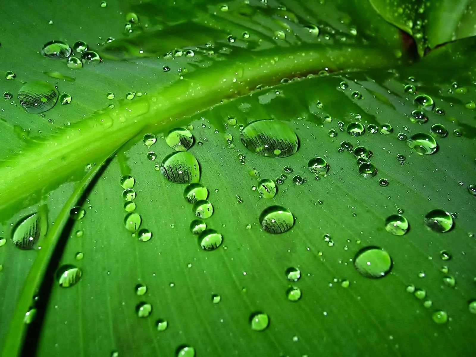 Imágenes Hilandy: Fondo de Pantalla Hojas verdes con gotas de agua