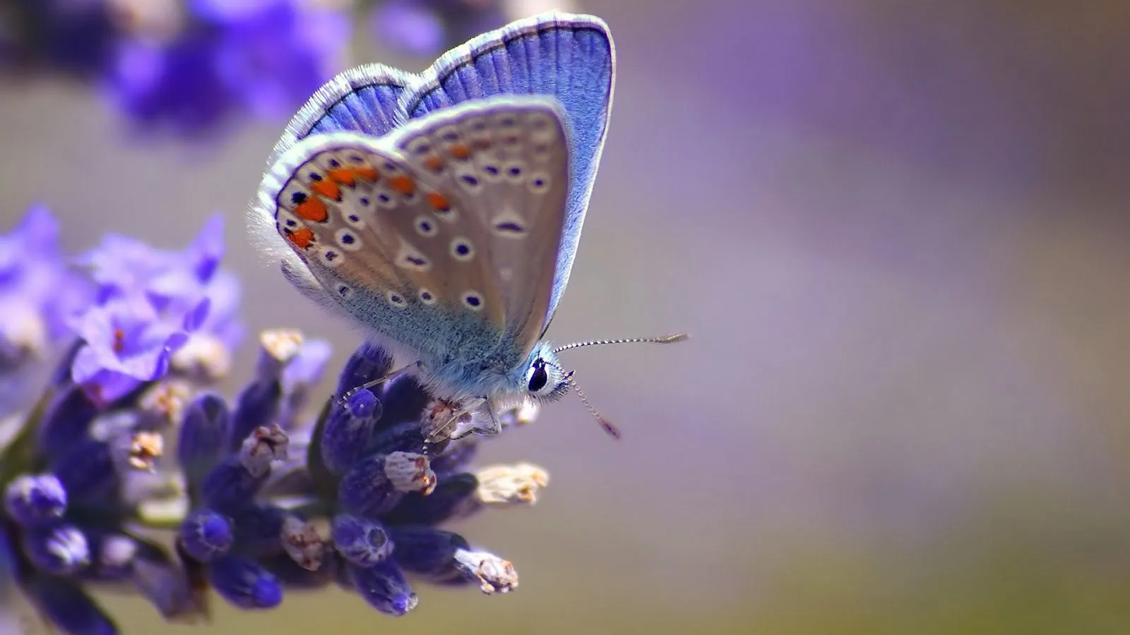 Imagenes ZT - Descarga fondos HD: Fondo de Pantalla Mariposa ...