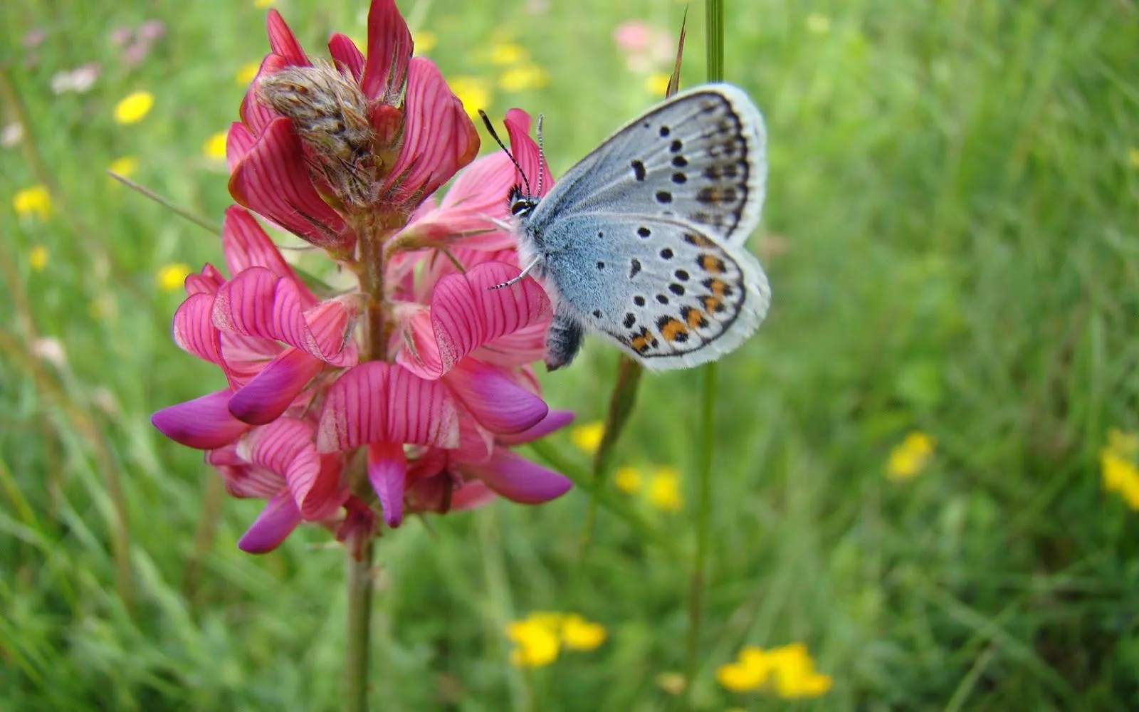 Imágenes Hilandy: Fondo de Pantalla Mariposa en flor