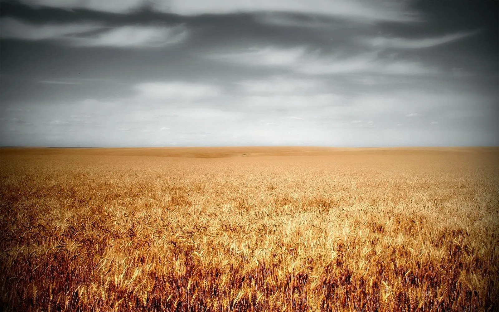 Imágenes Hilandy: Fondo de Pantalla Naturaleza Campo de trigo