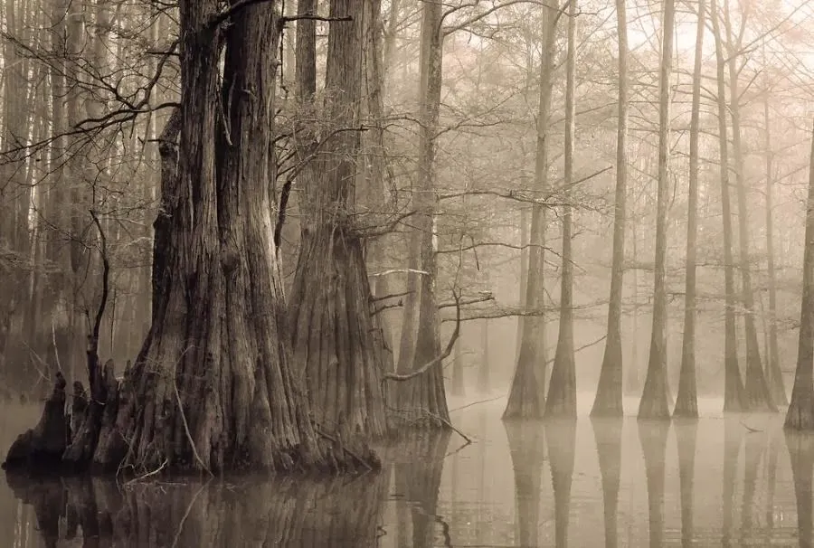 Imágenes Hilandy: Fondo de Pantalla Paisaje Bosque tenebroso