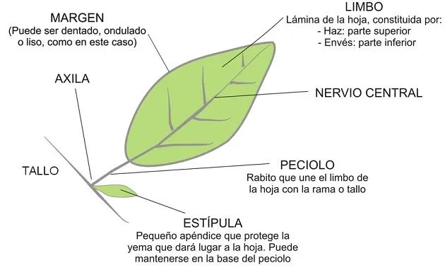 Partes de la hoja de una planta - Imagui