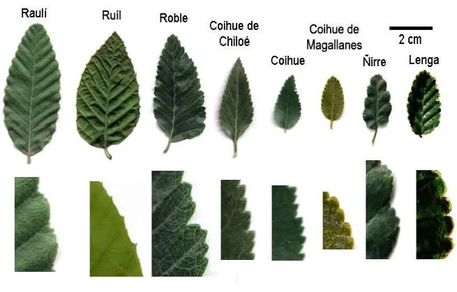 Imágenes de hojas de árboles y sus nombres - Imagui