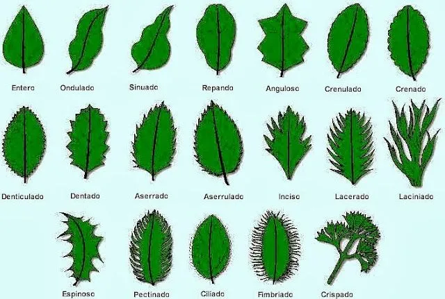 Imagenes de hojas de plantas - Imagui