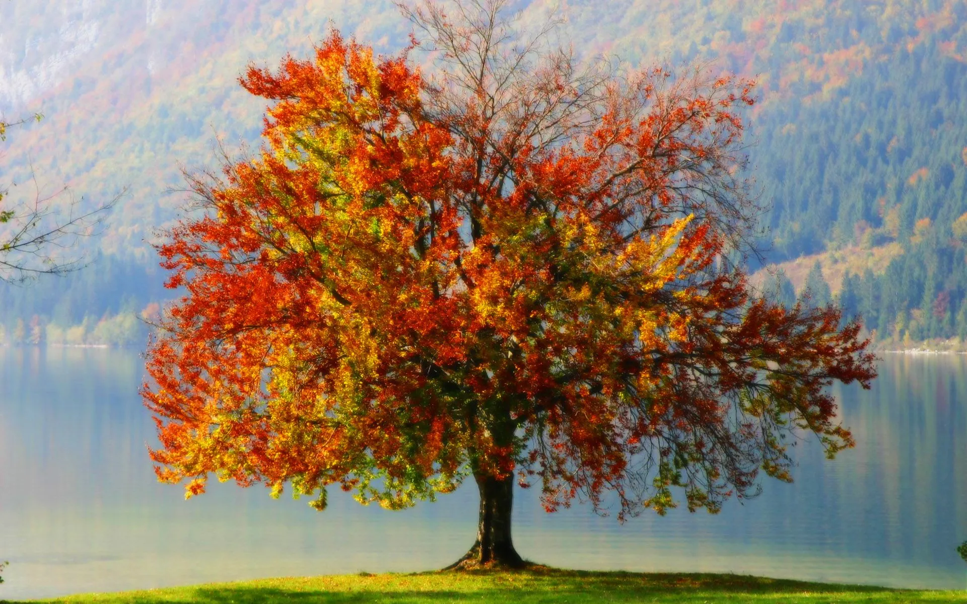 Imagenes, homenaje, autumn, otoño, wallpaper, tierra, tree - 121313