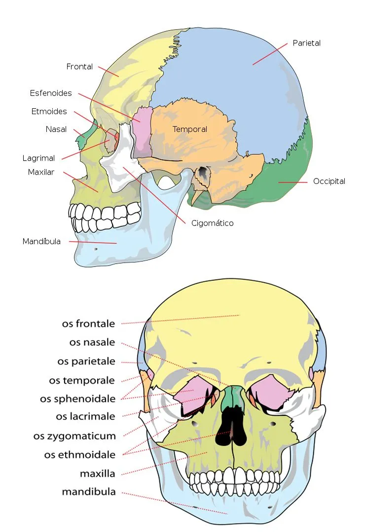 Imágenes por cuantos huesos esta conformado el cráneo - Imagui