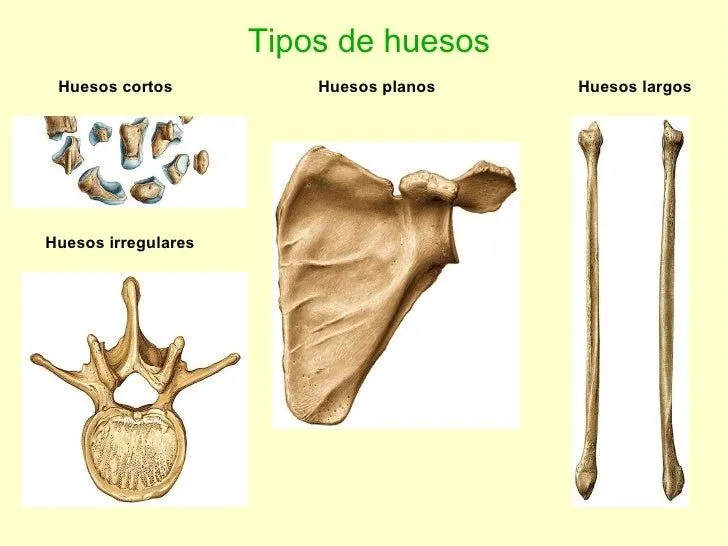 Imagenes de huesos largos cortos y planos - Imagui