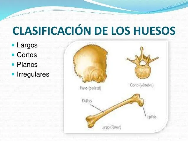 Imagenes de huesos largos cortos y planos - Imagui