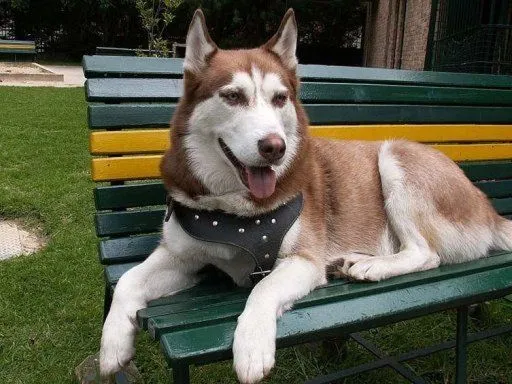 Diferencias entre Husky Siberiano y Alaskan Malamute | fidel