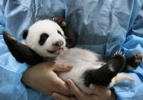 Imagenes • Imagenes de pandas bebes tiernos animados