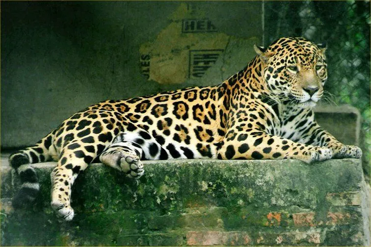 jaguares