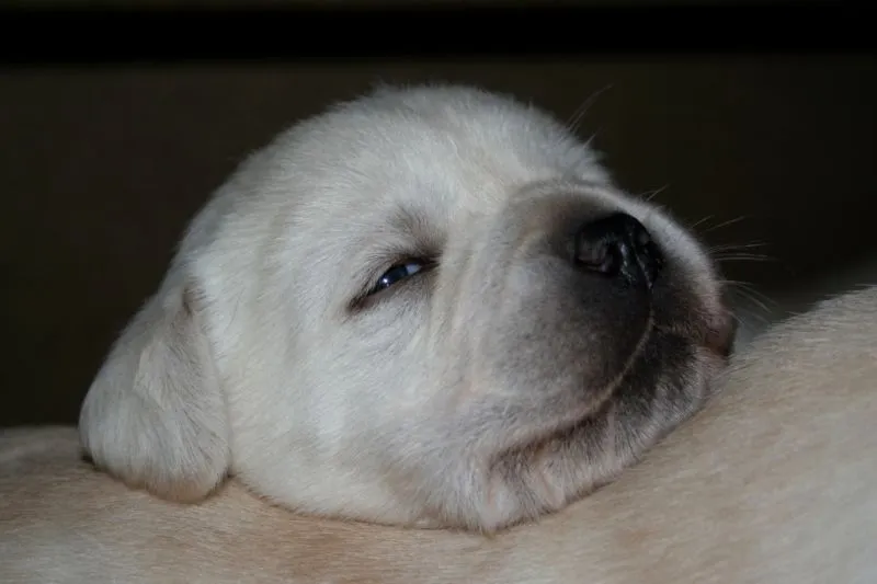 Imagenes de labrador bebé - Imagui