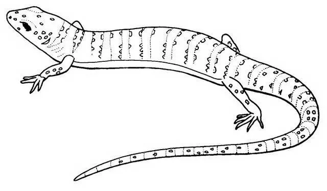 Imágenes de lagartijas para colorear - Imagui