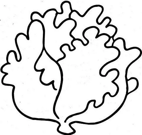 Imagenes de lechugas dibujadas - Imagui