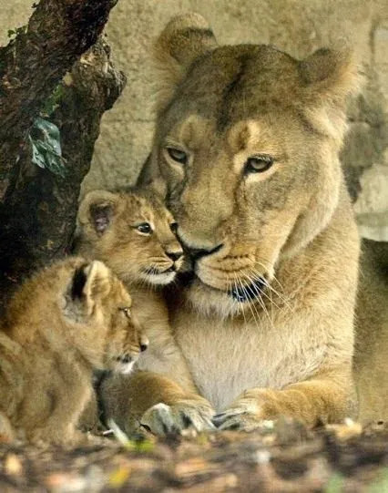 Imagenes de leonas con sus cachorros - Imagui