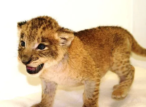 Imagenes de leones bebés tiernos - Imagui