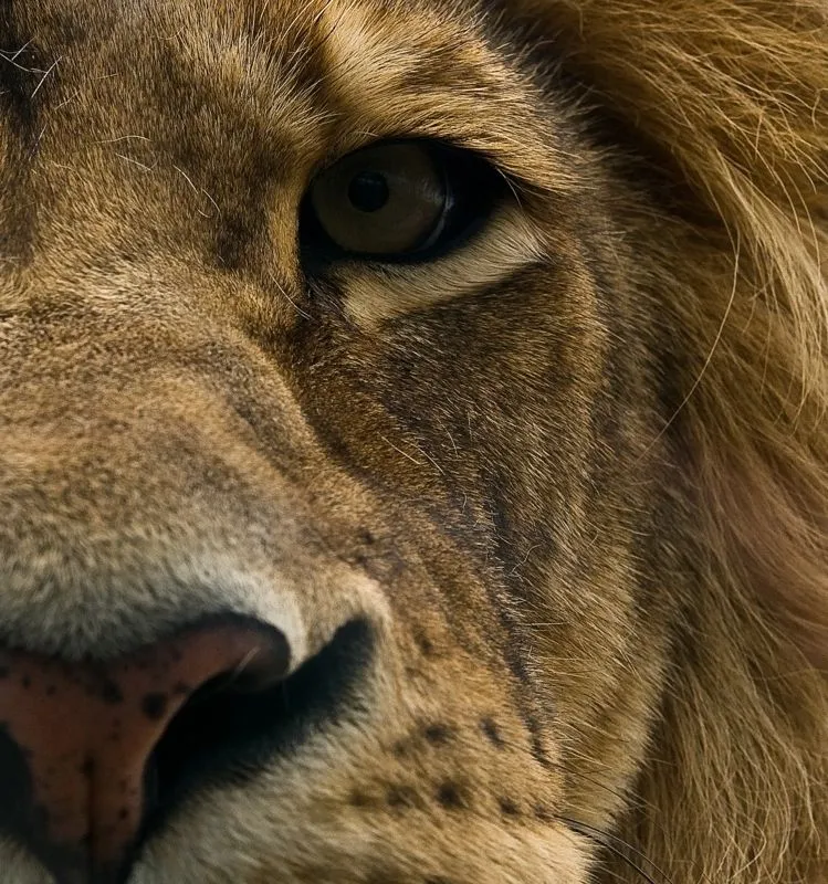 IMAGENES DE LEONES: IMAGEN CARA DE LEON