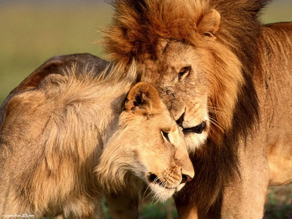 IMAGENES DE LEONES: IMAGEN PAREJA DE LEONES TRISTE