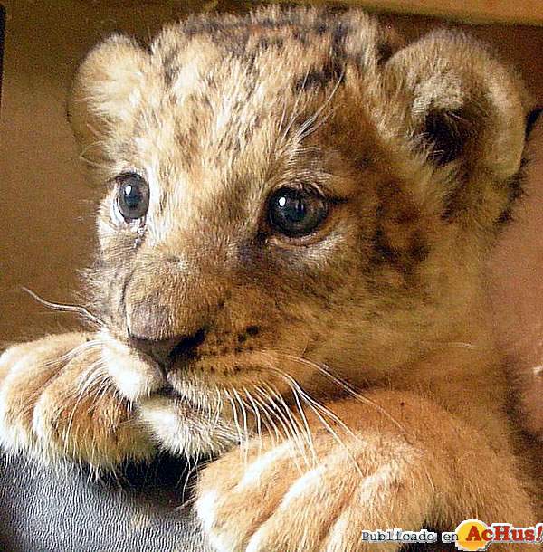 Tigres cachorros tiernos - Imagui