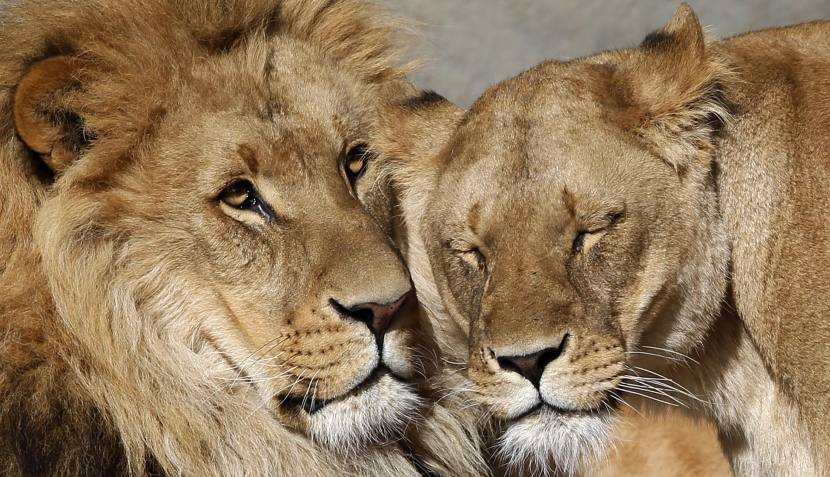 Leones tiernos - Imagui