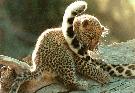 Imágenes de leopardo bebé - Imagui