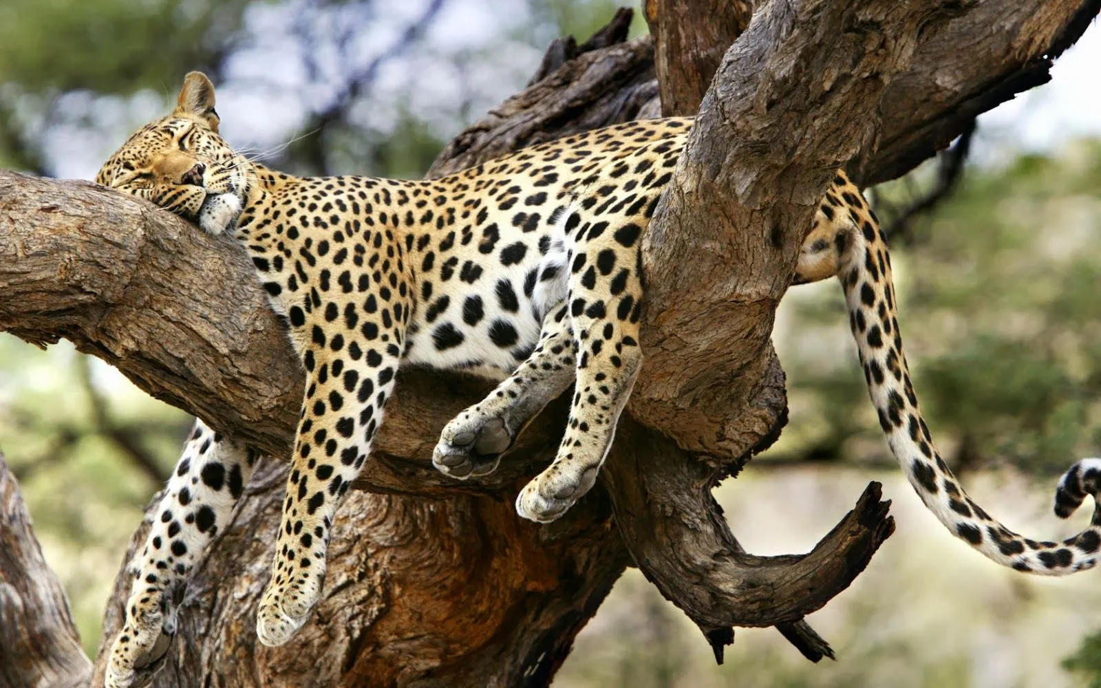 Imagenes de leopardos en el bosque | Fotos Bonitas de Amor ...