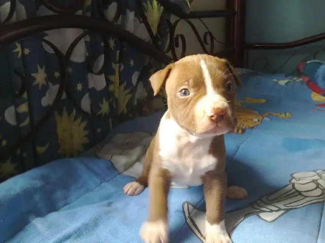 Imágenes de linda cachorra pit bull en Azcapotzalco