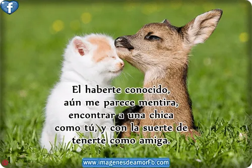 Imágenes lindas de amistad Imagenes bonitas con frases de amor ...
