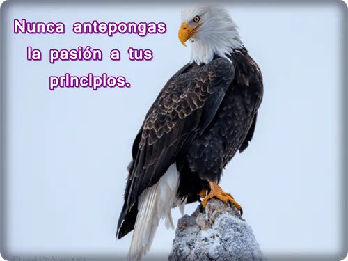 Imagenes Lindas Para Compartir Fb: Aguilas Con Frases De ...